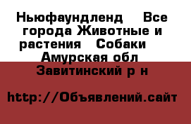 Ньюфаундленд  - Все города Животные и растения » Собаки   . Амурская обл.,Завитинский р-н